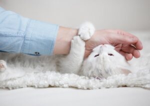 Chaton qui mordille : comment réagir ?