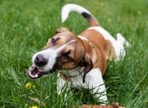 Les chiens sont-ils carnivores, omnivores ou herbivores ?