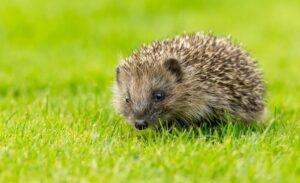 Comment savoir s'il y a un hérisson dans mon jardin ?