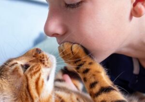 Pourquoi mon chat met sa patte sur mon visage : les différentes raisons possibles