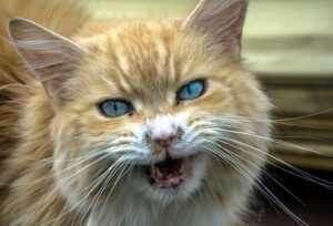 Quels sont les symptômes du syndrome du tigre chez le chat ?