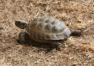 Tortue des steppes : quel habitat et conditions de vie lui faut il en captivité ?